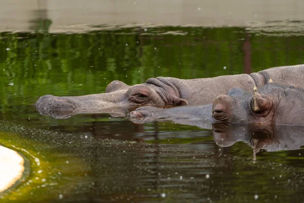 Hippopotamus Lying Sleeping Water Wild Animal Zoo Summer Sunny Weather — Stock Photo, Image