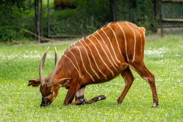 ボンゴ カモシカは草や干し草を食べる 夏の晴れた日に動物園で野生動物 クローズアップビュー — ストック写真