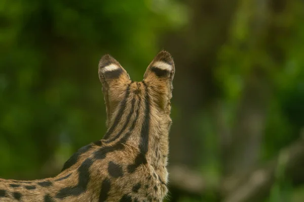 Serval Ματιά Γύρω Ένα Θολό Φόντο Άγρια Ζώα Στο Ζωολογικό — Φωτογραφία Αρχείου