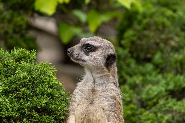 Meerkat Surikat Look Blurred Background Wild Animal Zoo Summer Sunny — Stock Photo, Image