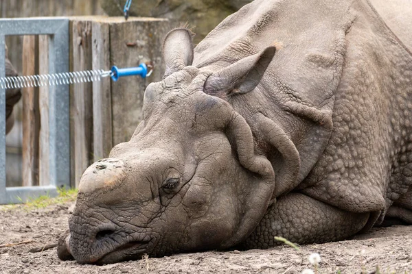 Rhinoceros Horn Lying Ground Wild Animal Zoo Summer Sunny Weather — Stock Photo, Image