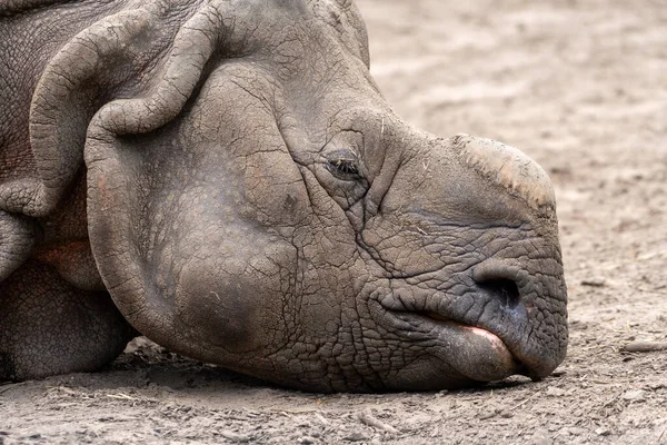 Rhinoceros Horn Lying Ground Wild Animal Zoo Summer Sunny Weather — Stock Photo, Image