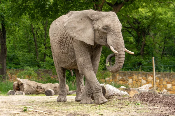 Elephant Walks Wooden Blocks Wild Animal Zoo Summer Sunny Weather — Stock Photo, Image