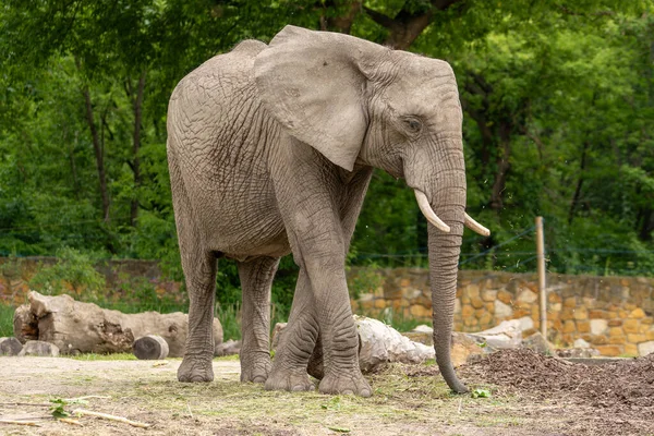 Elephant Walks Wooden Blocks Wild Animal Zoo Summer Sunny Weather — Stock Photo, Image