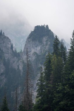 Yaz zamanı vadiden dağlara, bulutların ve sislerin arasına bak.