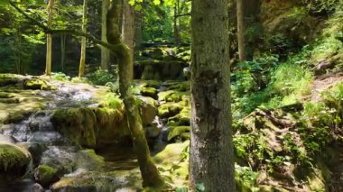 Küçük şelaleleri olan yosunlu orman deresi gölgeli bir ormanlık arazide akıyor.