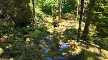 Yüzeysel, berrak bir dere yosunlu bir orman zemininde süzülüyor güneş ışığı uzun ağaçların arasından süzülüyor.