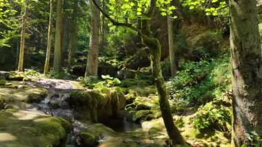Huzurlu orman deresi, doğal yeşil bir ortamda yosun kaplı kayaların arasında usulca çağlıyor.