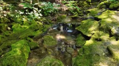 Huzurlu bir orman ortamında, parlak yeşil yosunların üzerinde çağlayan tatlı suyun yakın çekimi.