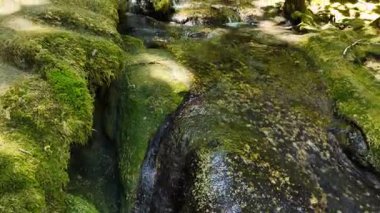 Yumuşak, yosunlu kaya yüzeylerinin üzerinde huzurlu bir ormanlık alanda süzülen sığ bir dere.