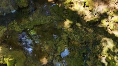 Yosun kaplı kaya oluşumları ve güneşli bir ormanda birden fazla damlayan akarsular.