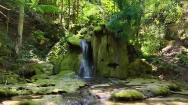 Tek bir yosunlu şelale güneşli bir ormanda, sakin ve berrak sulara akıyor.