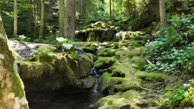 Statik orman akıntısı, canlı yeşilliklerle çevrili yosun kaplı kayaların üzerinde yavaşça akıyor.