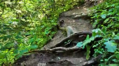 POV, ormanda yaz yeşilliği ile çevrili dar toprak bir patika boyunca yürüyor.