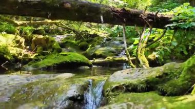 Alçak bir ağaç dalının altındaki temiz suyun üzerinden hareket ederek yansımaları ve yeşil yosun bankalarını yakalıyor.