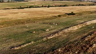 Akşam ışığı kuru kırsal bir ovada otlayan sığırlara dokunur, tarımı harmanlayan ve dokunulmamış sessizlik