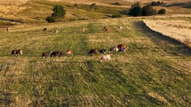 Glasinac sahasında otlayan ineklerin daha yakın görüntüsü, basitlik ve özgürlüğün günlük yaşamı şekillendirdiği
