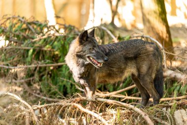 Avrupa kurdu güneş ışığıyla orman zemininde duruyor, tetikte ve odaklanmış görünüyor.