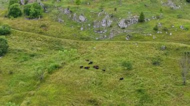 Kasindol vadisinde dağınık yeşillikle kayalık çayır manzarası.
