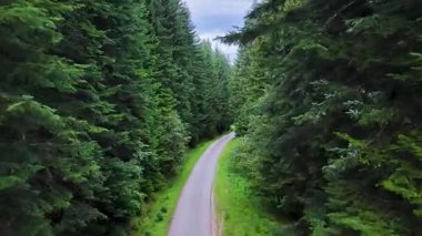 Yoğun ormanlık alanda uzanan boş orman yolunun üzerinde ilerleyen bir kamera var..