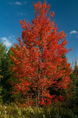 Kırmızı akçaağaç, Vermont 'ta sonbahar renkleri
