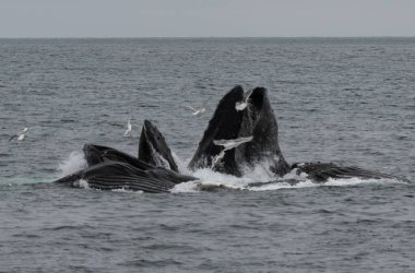 Humpback whales bubble net feeding in Kenai Fjords National Park, Alaska clipart