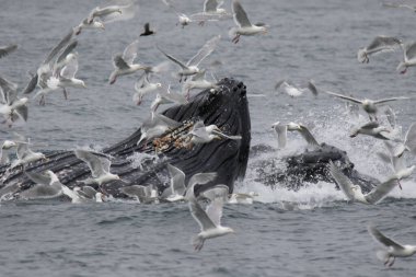 Kambur balinalar Kenai Fjords Ulusal Parkı, Alaska 'da balon ağıyla besleniyor.