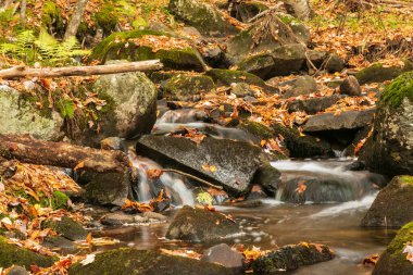 Kuzeydoğu Vermont 'ta yosunlarla kaplı kayaların üzerine düşen akarsu, zirveden kısa bir süre sonra yapraklarla kaplandı.