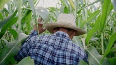 Farmer walk around his corn farm for checking his product, agriculture concept.
