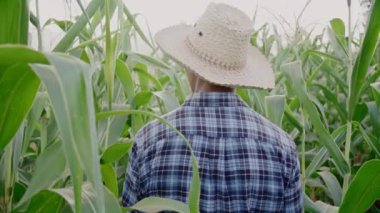 Farmer walk around his corn farm for checking his product, agriculture concept.