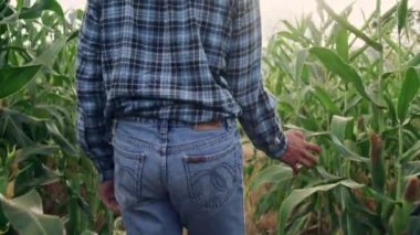 Farmer walk around his corn farm for checking his product, agriculture concept.