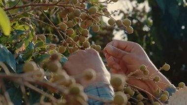 Farmer checking his immature longan in farm, harvest and crop agriculture concept.
