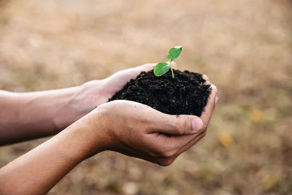 Beginning of new life and agriculture concept, Hand of man holding small trees in both hands to plant in the ground.