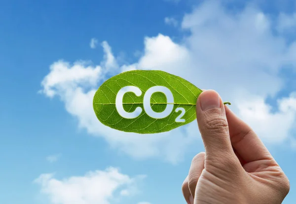 Hand Human Holding Green Leaf Carbon Credits Renewable Energy Carbon — Stock Photo, Image