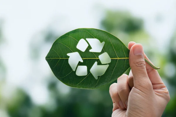 Ręka Człowieka Trzyma Zielony Liść Strzałką Recyklingu Węglem Odnawialnym Biznesową — Zdjęcie stockowe