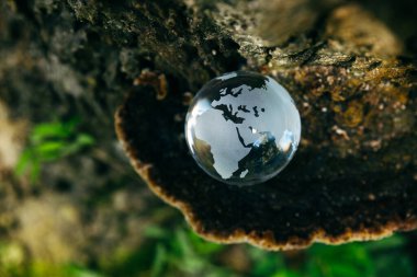 Ağaca konan kristal küre, sürdürülebilir ekoloji ortamı ve karbon kredisi ESG işbirliği kavramını destekliyor.