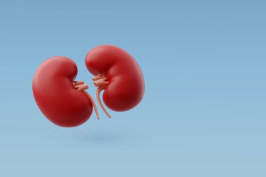 Damarları ve atardamarları olan 3D Vektör İnsan böbrekleri, idrar sistemi, iç organlar konsepti. 