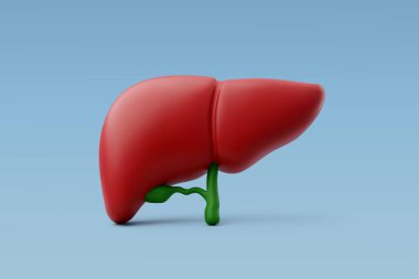 3D Vektör İnsan Karaciğeri, Karaciğer Anatomisi, İç organlar Konsepti.
