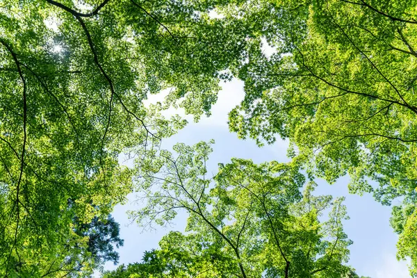 Green and Tree tops forest, Green environment, Ecosystem and health concept.