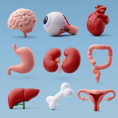 3d Vektör İnsan organı, sağlık ve organ bağışı konsepti.
