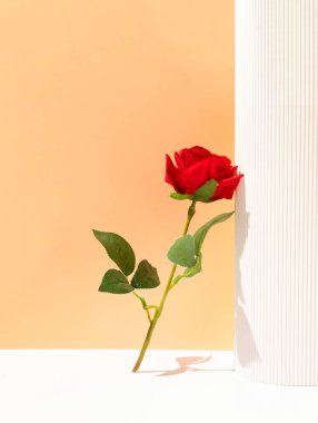 Valentine's Day composition with red rose flower on white and pastel orange background. Suitable for Product Display and Business Concept. Modern aesthetic.