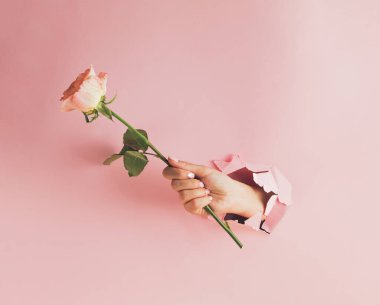 Kadın eli ve gül çiçeğinden yapılmış yaratıcı bahar kompozisyonu. Pastel pembe yırtık kağıt. Anneler günü kartı. Modern estetik.