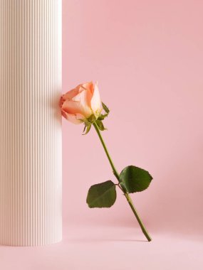 Çağdaş kompozisyon gül çiçeği ve beyaz sütun ile pastel pembe arka planda. Asgari bahar fikri. Modern estetik.