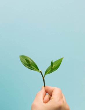 Mavi arka planda yeşil yapraklı dal tutan bir adamın eli. Minimalizm.