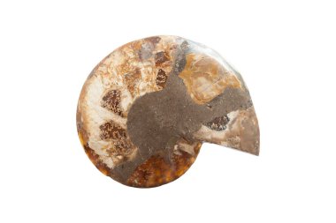 prehistoric fossil section of an ammonite