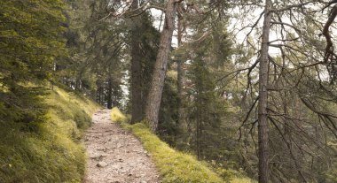 Inside a peaceful forest in a cloudy day, no people around