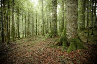 İtalyan Alpleri 'nin tipik bir huş ağacı ormanında