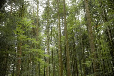 İtalyan Alpleri 'nin tipik bir huş ağacı ormanında