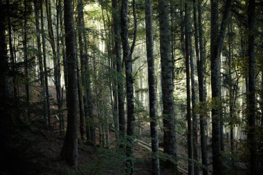 İtalyan Alpleri 'nin tipik bir huş ağacı ormanında