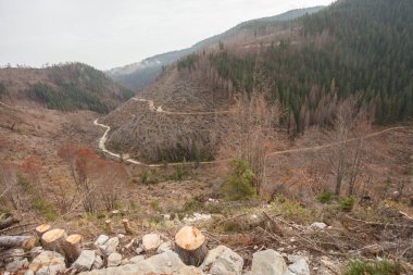 Kuzey İtalya 'da şiddetli bir rüzgâr fırtınası sonrası hasar gören orman